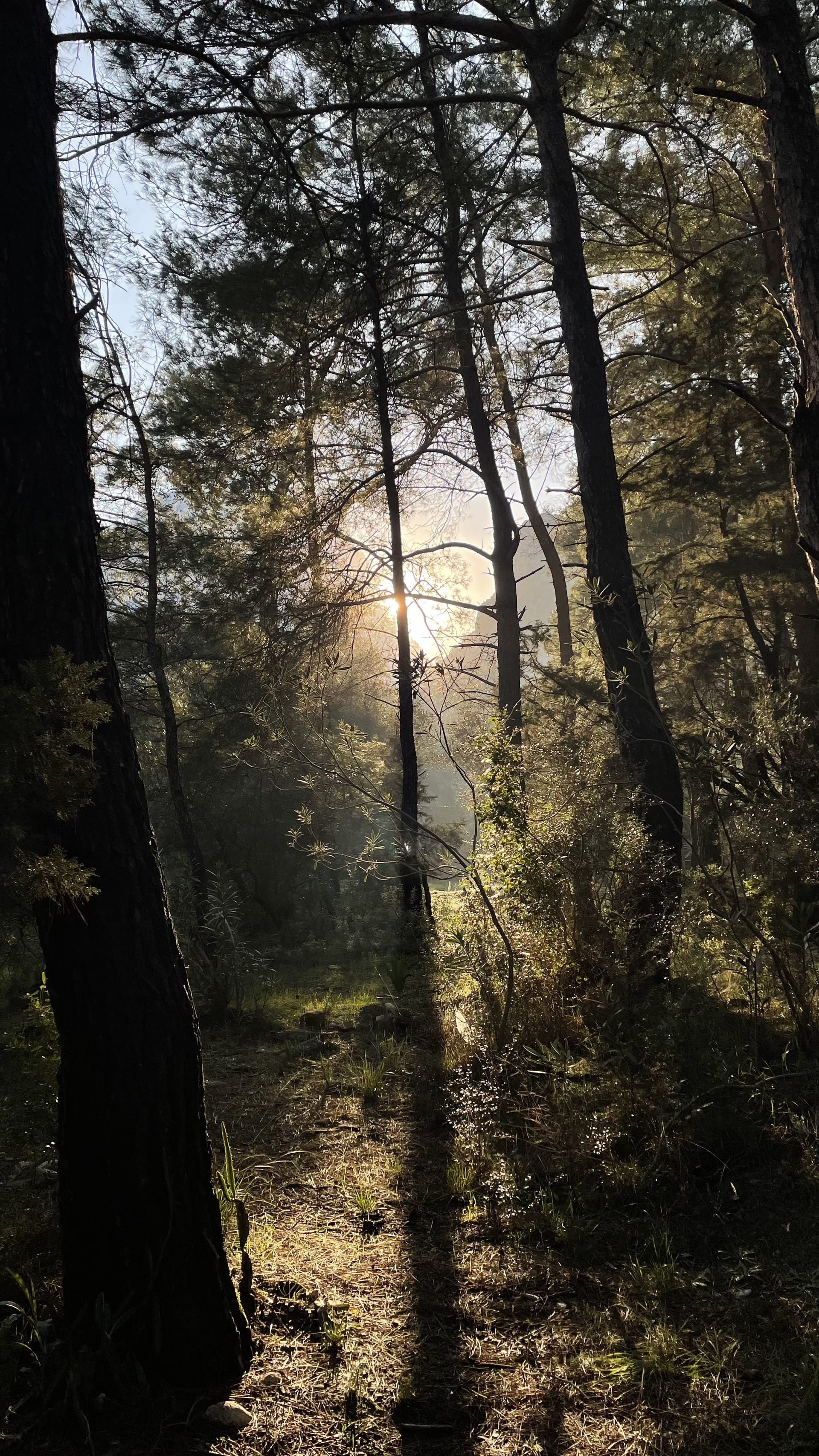 Low sunlight streams between dark pine trunks and illuminates the forest floor.