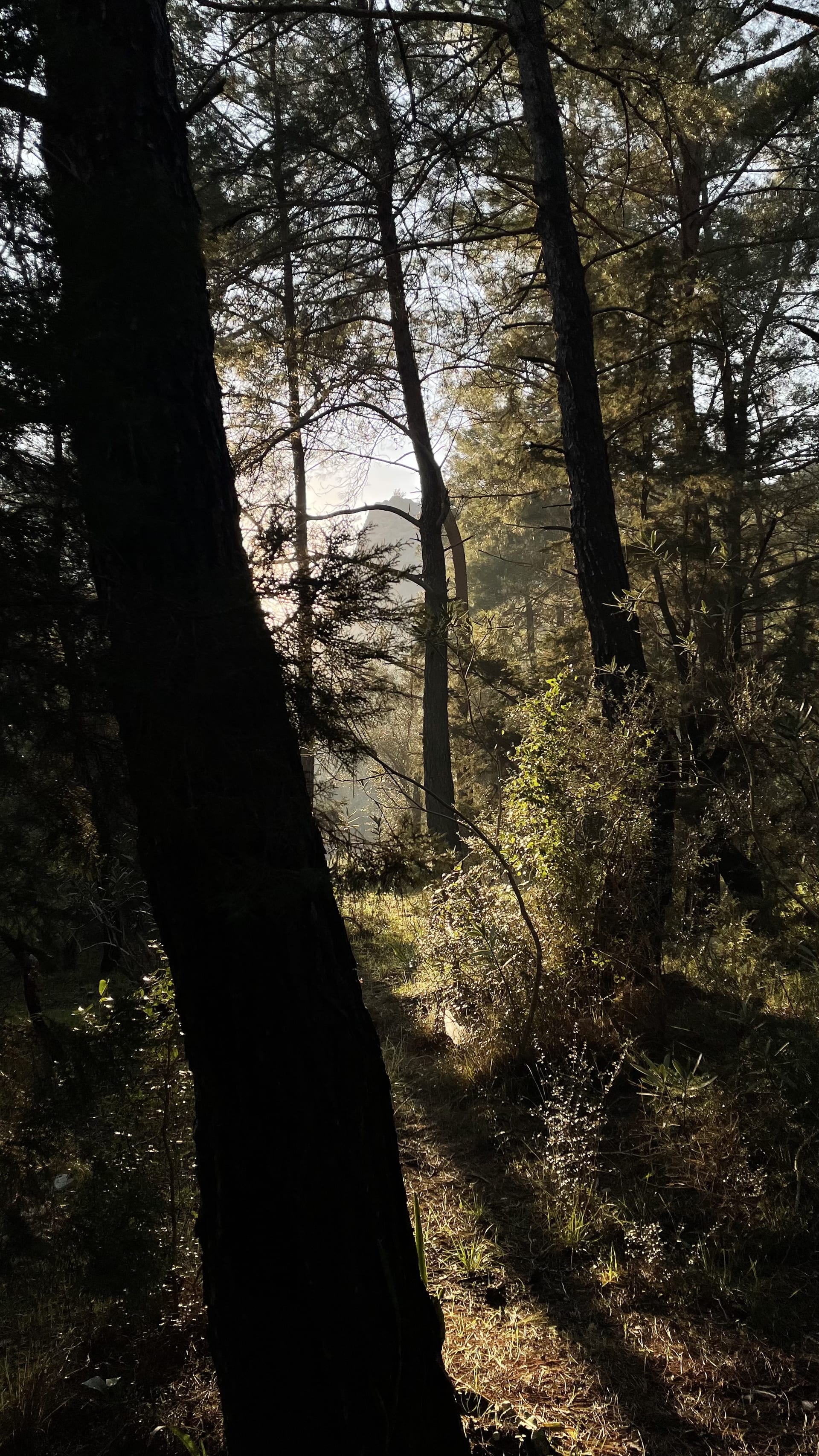 A broad pine trunk stands in shadow while warm sunlight reaches the shrubs and trees behind it.