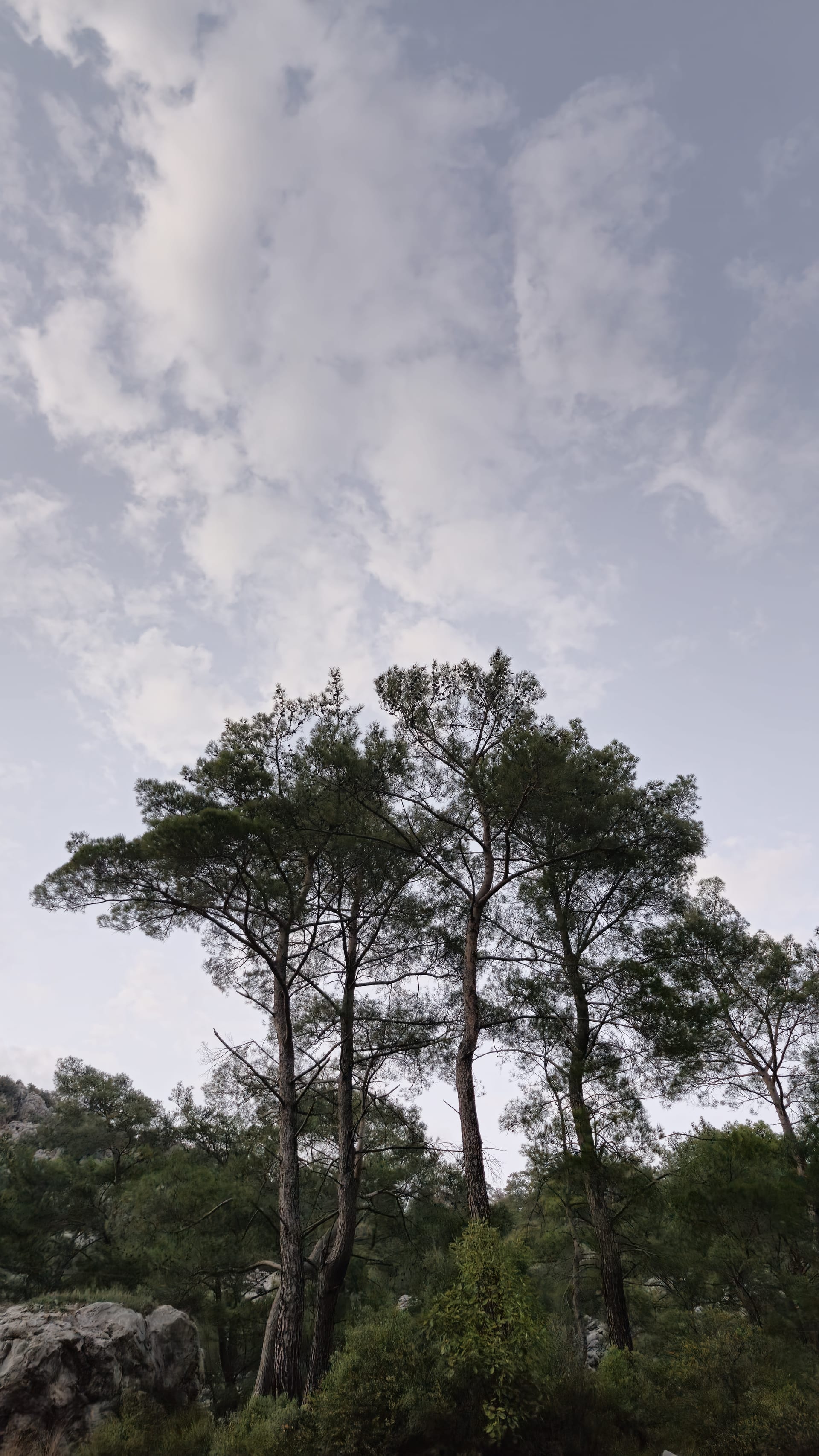 Tall pine crowns rise above rocky ground and green undergrowth into a softly clouded sky.