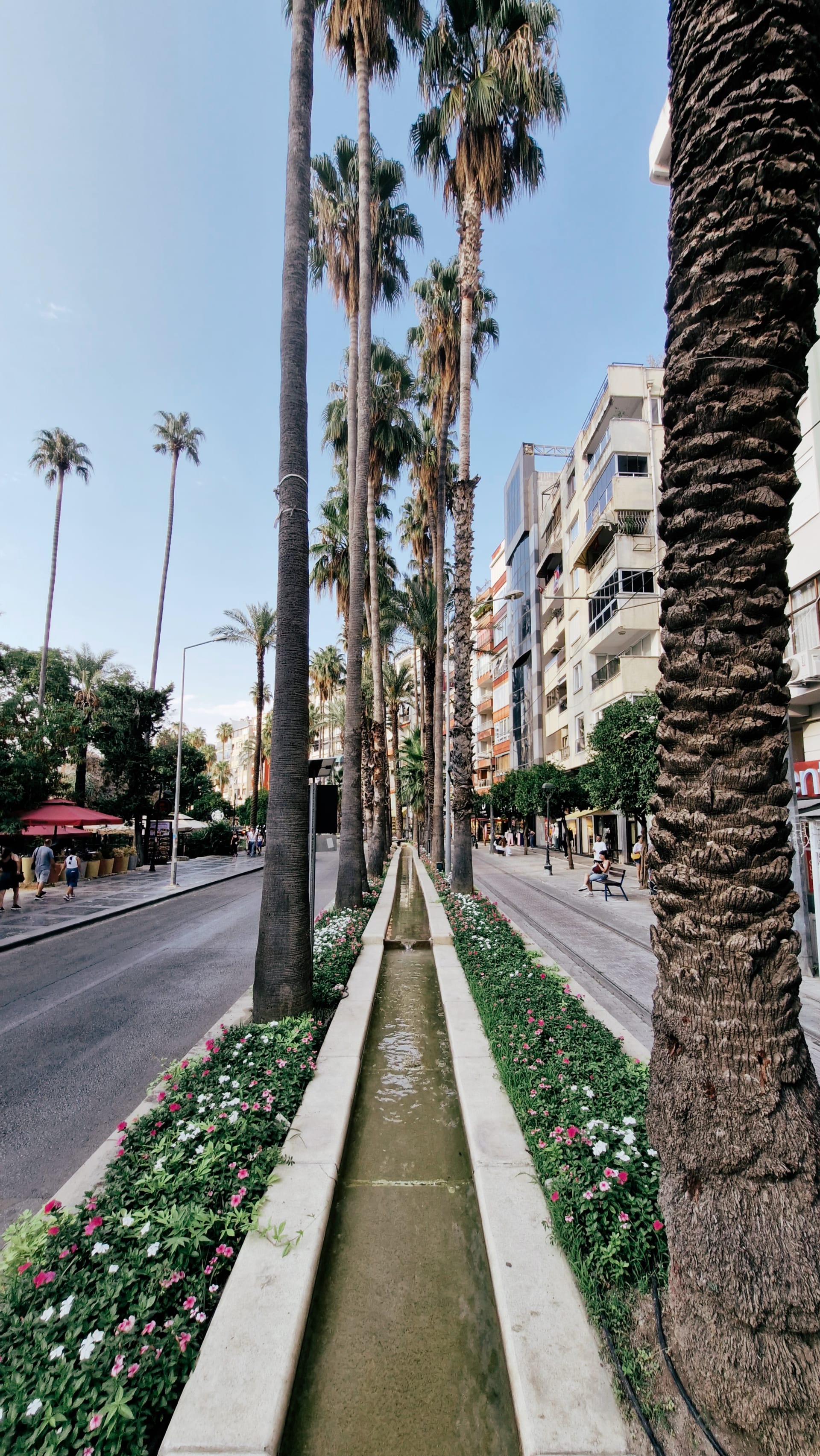 Palm trees rising from a long flower-planted median between city streets.