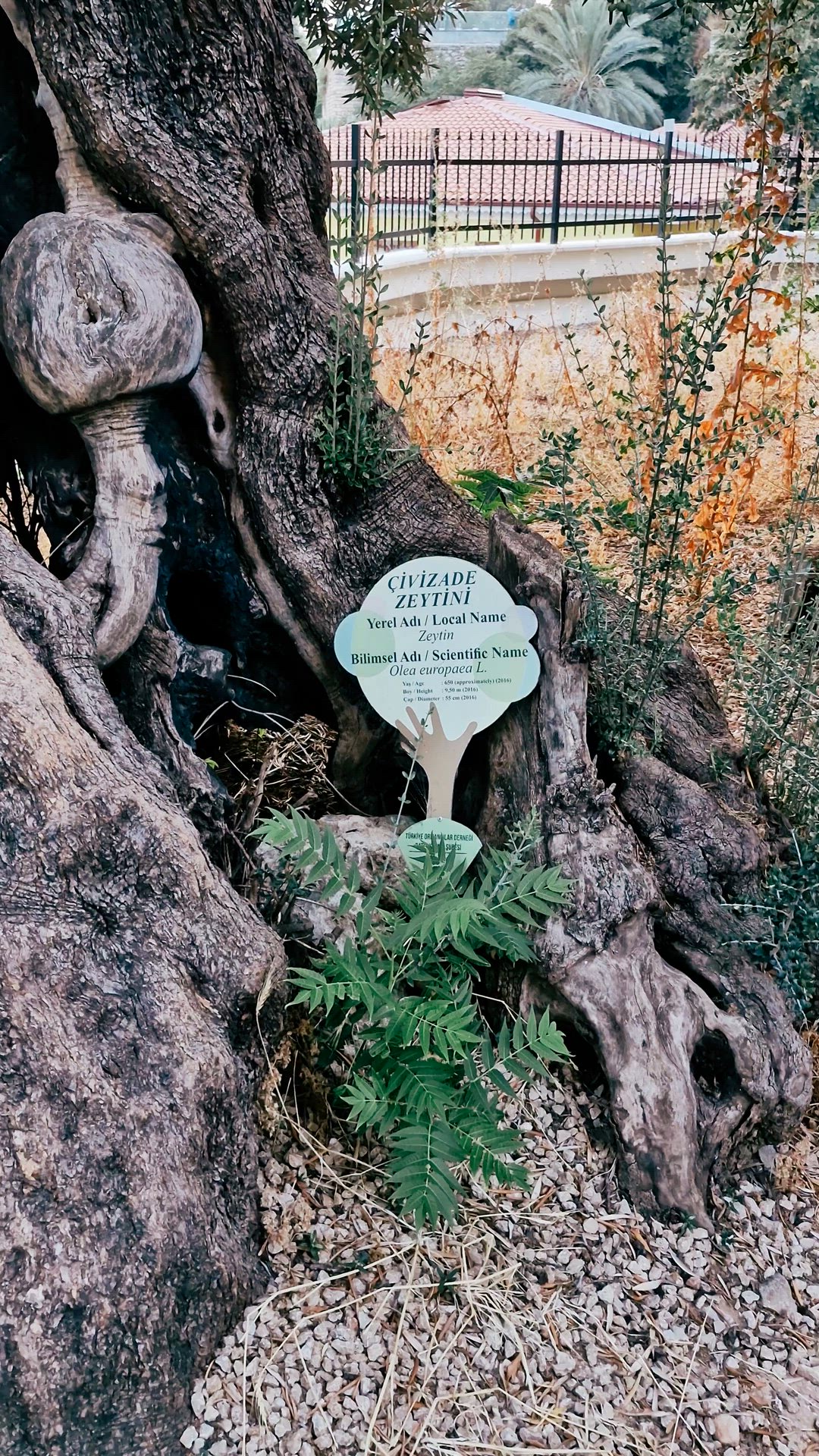 Video moving around the deeply textured trunk of an old olive tree with a small sign.